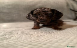Miniature Dachshund dogs for sale: Miniature dachshunds ⭐️ 1 BOY LEFT ⭐️ - Image 6