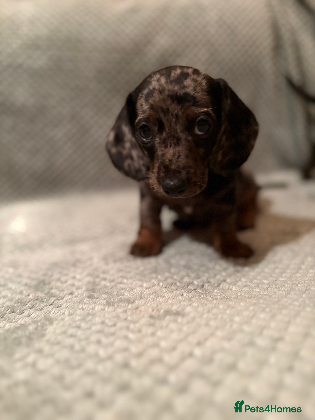 Miniature Dachshund dogs for sale: Miniature dachshunds ⭐️ 1 BOY LEFT ⭐️ - Image 6