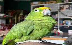 Parrots birds for sale: Yellow crowned Amazon  - Image 5