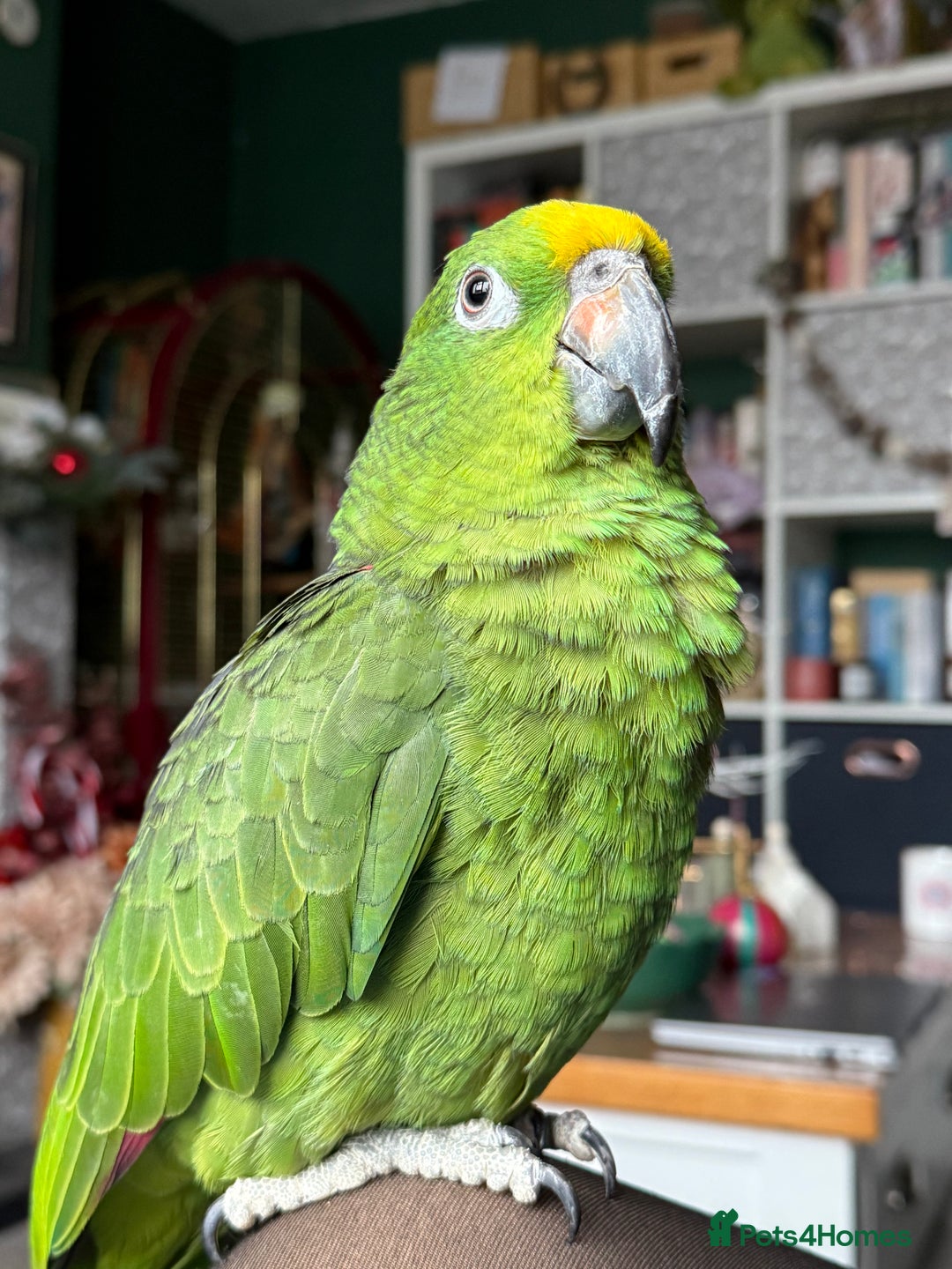 Parrots birds for sale: Yellow crowned Amazon  - Image 5