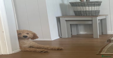 Goldendoodle dogs - Advert 1