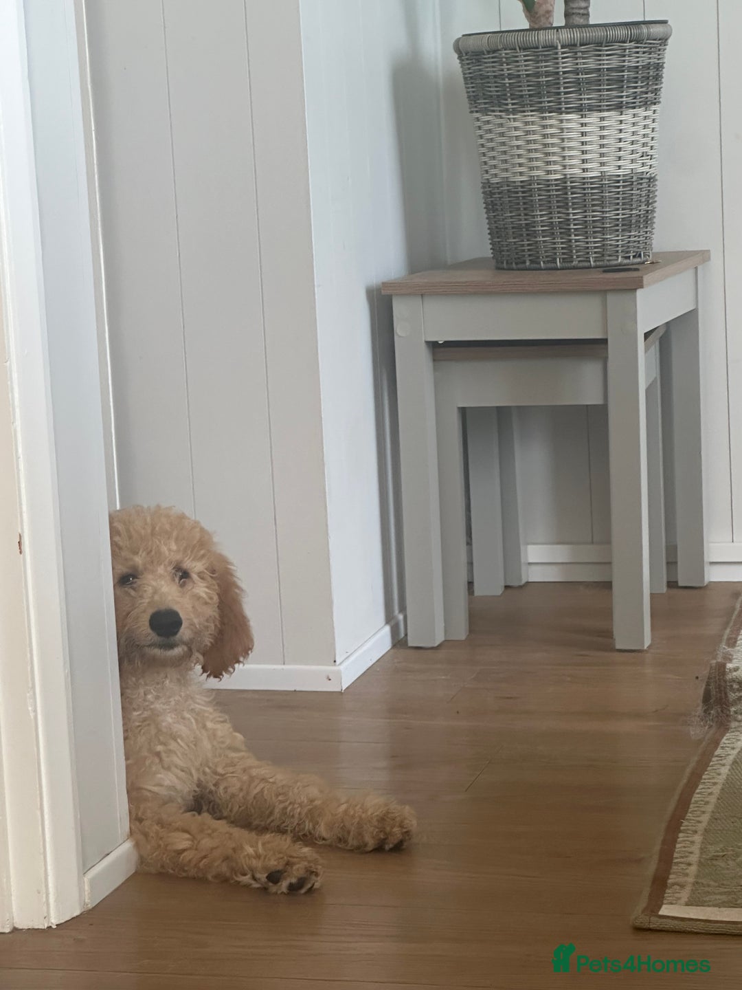 Goldendoodle dogs for sale: Golden doodle ready for her forever home  - Image 4