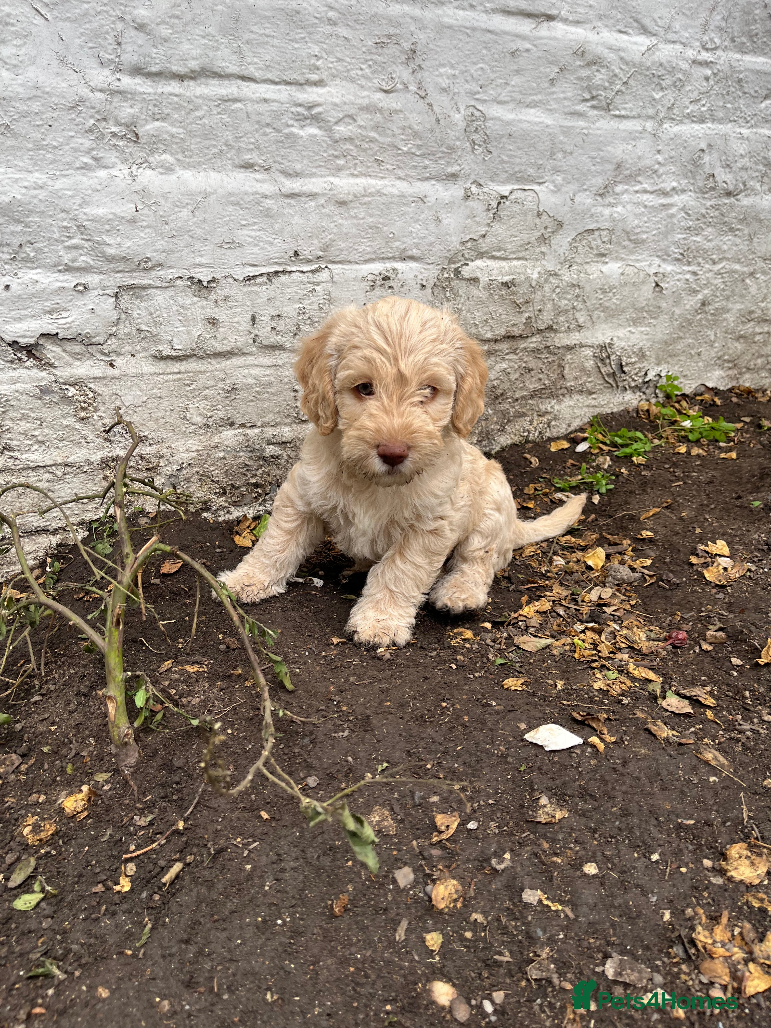 Labradoodle dogs Labradoodles (F1B) in Kensington, London W8 - Advert 2