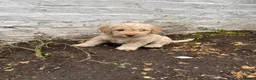 Labradoodle dogs for sale: Labradoodles (F1B) in London W8. READY TO GO HOME - Advert 10