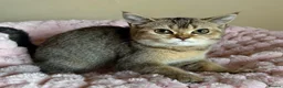 British Shorthair cats for sale: Beautiful Golden British Shorthair Kittens  - Advert 26