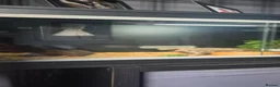 Corn Snake reptiles for sale: Peppermint Corn Snake set up - Advert 2