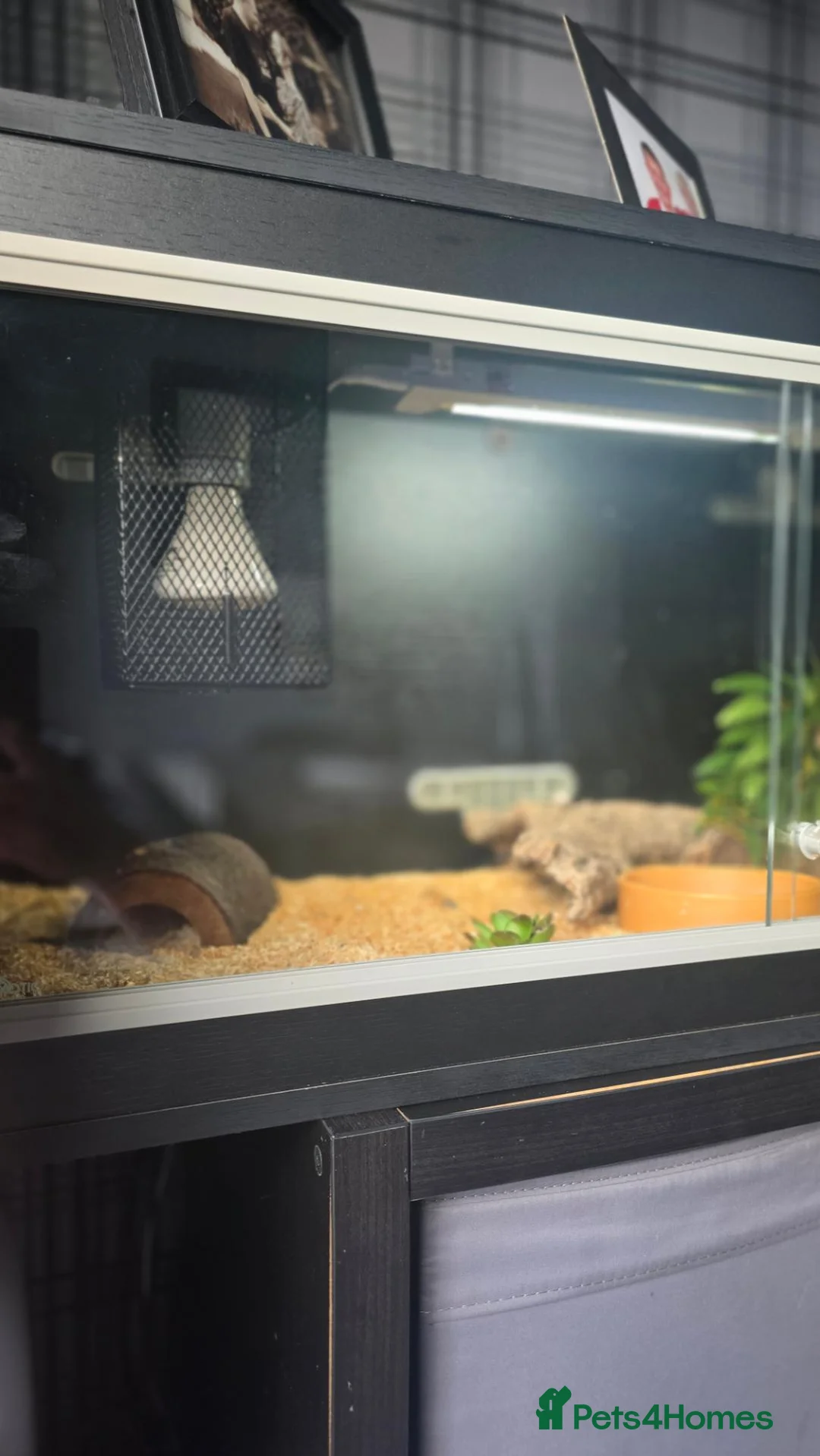 Corn Snake reptiles for sale: Peppermint Corn Snake set up - Advert 2