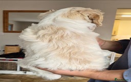 Cockapoo dogs for sale: F1b cockapoo - Image 6