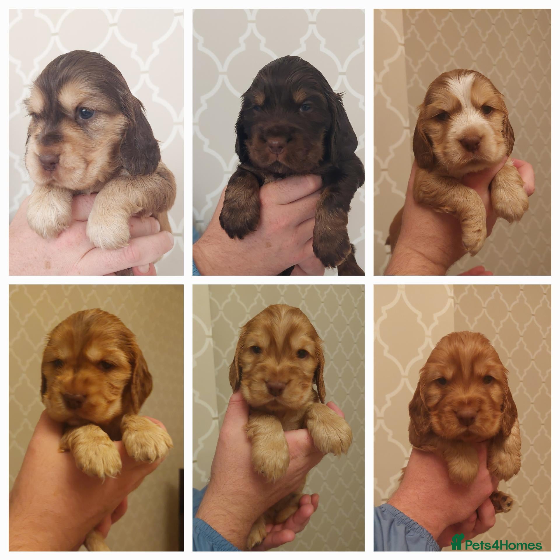 Cocker Spaniel dogs BEAUTIFUL KC REG SHOW TYPE COCKER SPANIEL PUPPIES - Advert 1