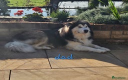 Alaskan Malamute dogs for sale: Alaskan Malamute puppies  - Image 11