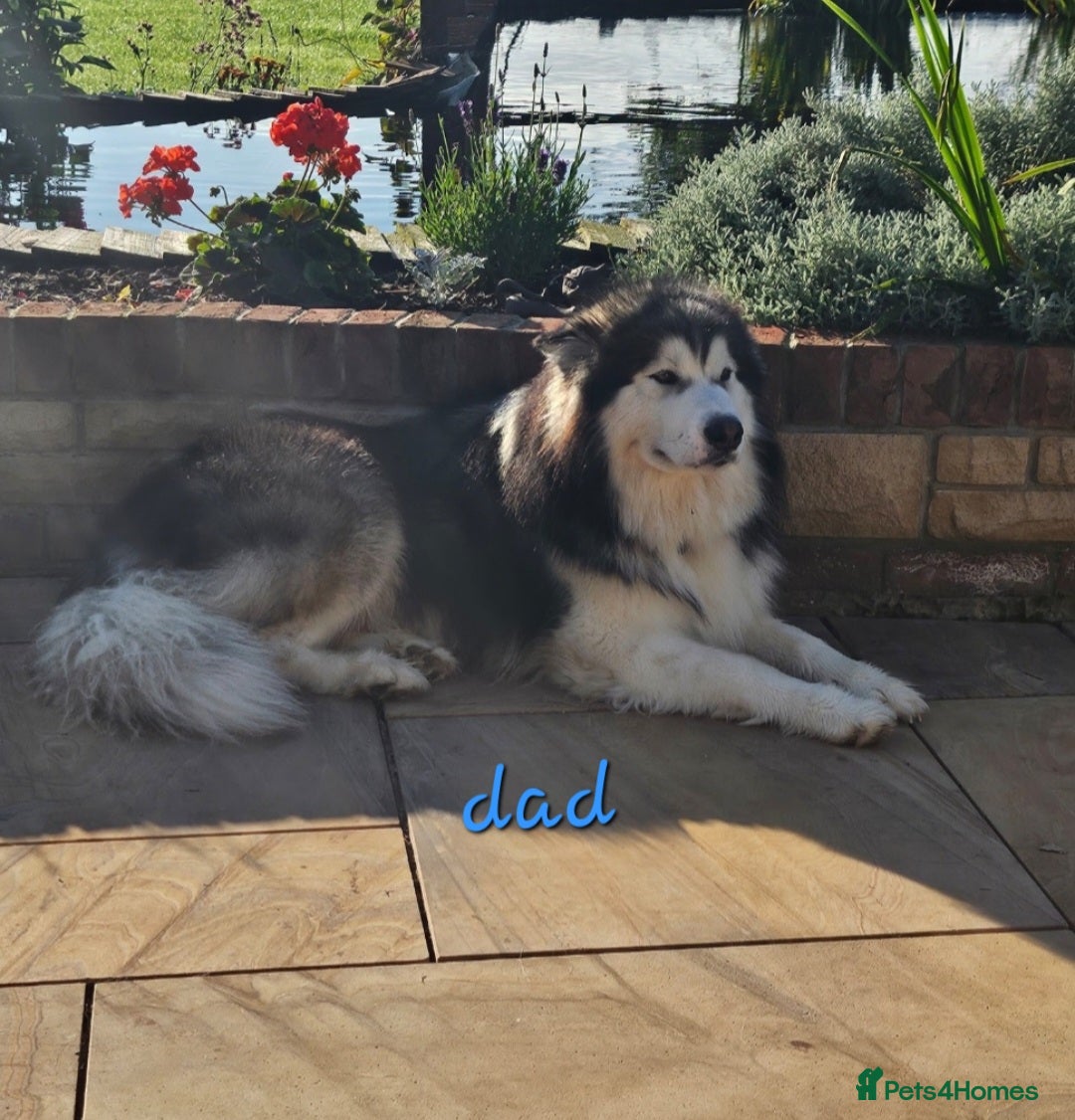 Alaskan Malamute dogs for sale: Alaskan Malamute puppies  - Image 11