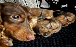 Miniature Dachshund dogs for sale: Family owned miniature longhaired dachshunds - Image 15