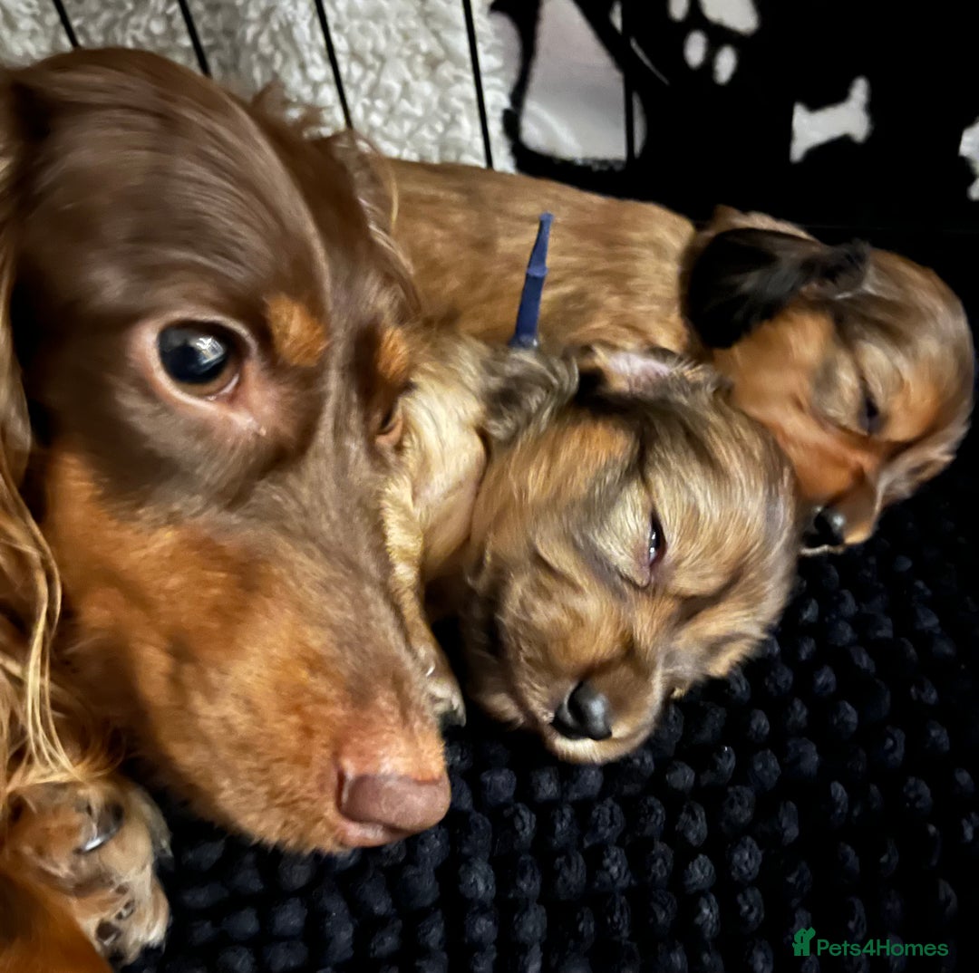 Miniature Dachshund dogs for sale: Family owned miniature longhaired dachshunds - Image 15