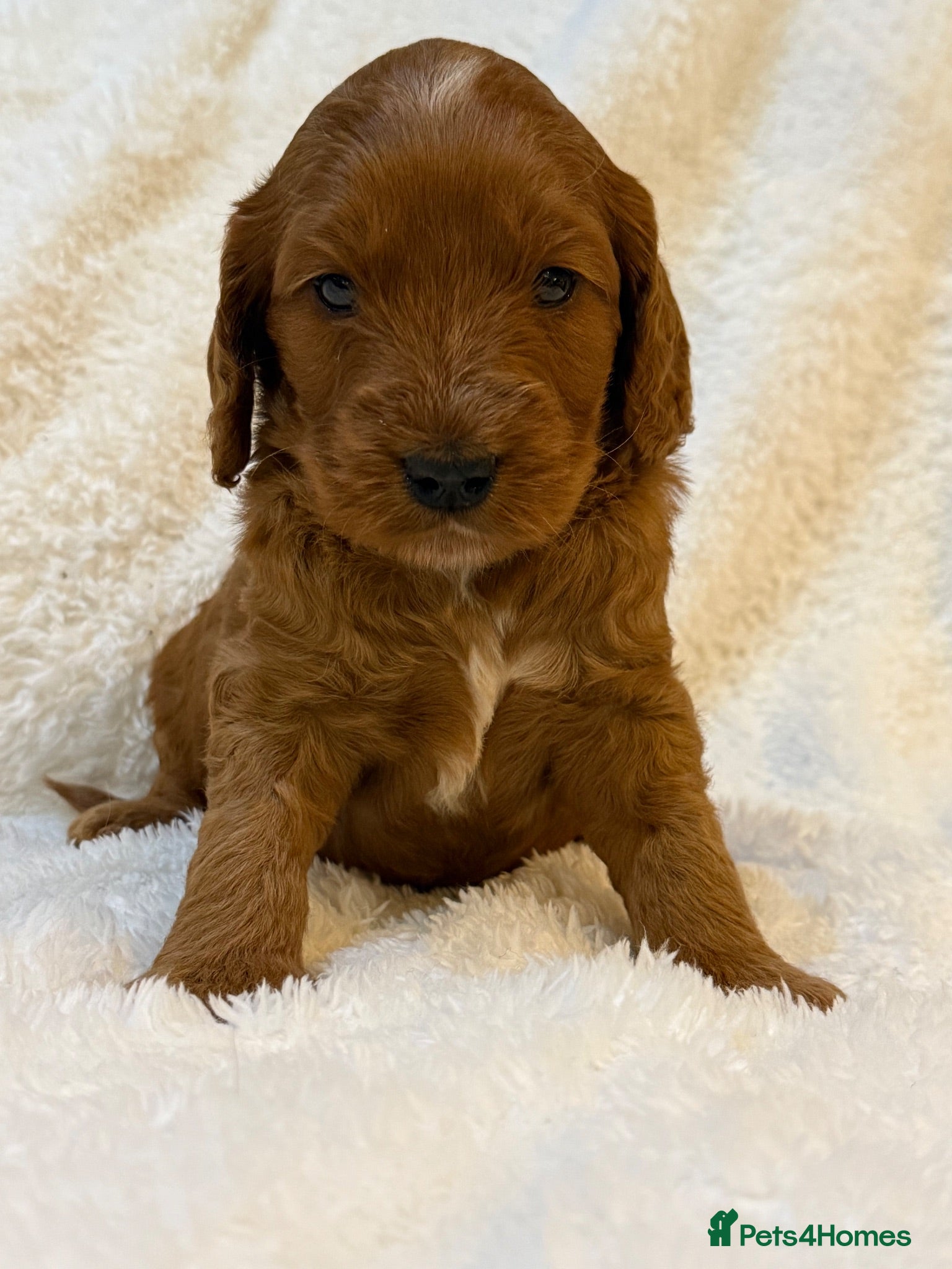 Cockapoo dogs Red F1 Cockapoo Girl - Advert 1