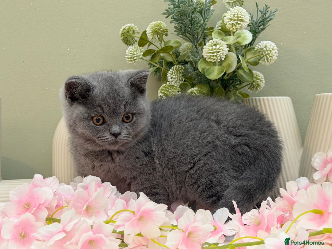 British Shorthair cats for sale: Gorgeous British Kittens - Advert 23