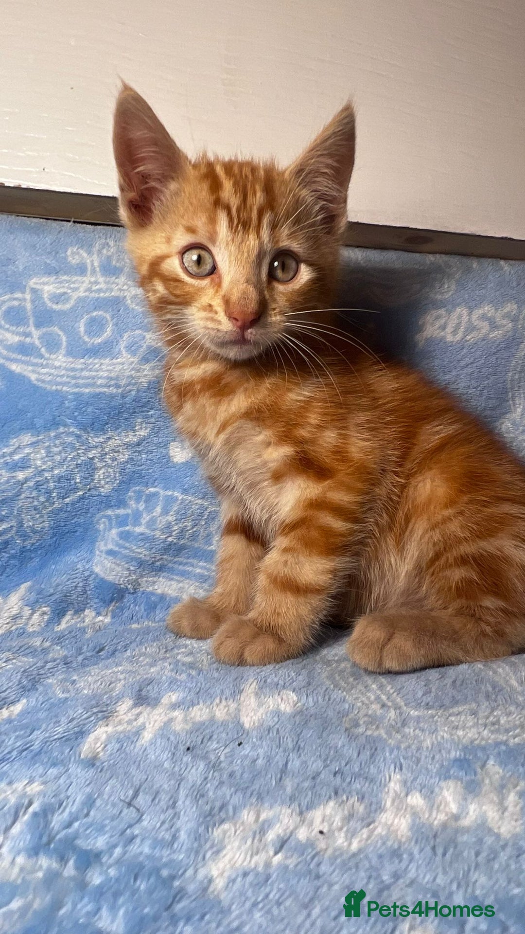 Mixed Breed cats for sale: 3 Lovely Kittens - Image 34