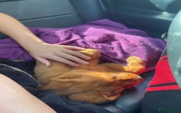 Labrador Retriever dogs for sale: Kc Labrador puppy ALLinjectionsfleawormchipinsured - Image 32