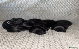 Shihpoo dogs for sale: Gorgeous Toy Shihpoo puppies - Image 13