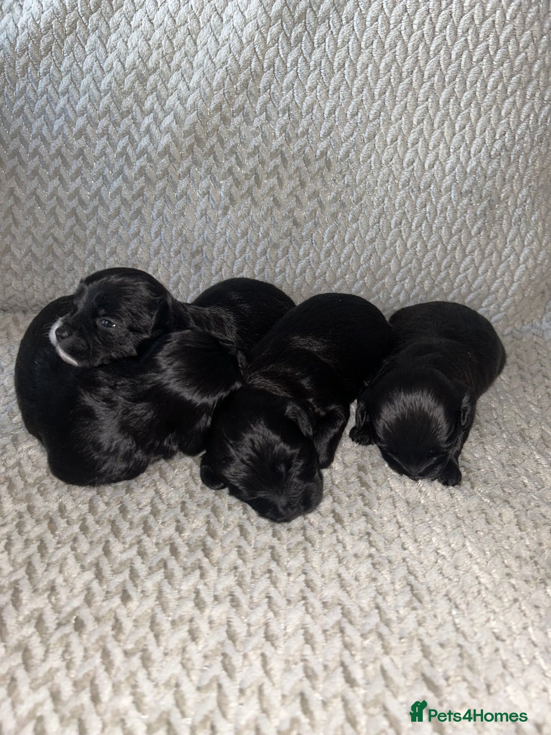 Shihpoo dogs for sale: Gorgeous Toy Shihpoo puppies - Image 13