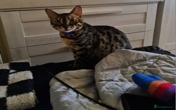 Bengal cats for sale: M+F, 1y Bengals to be homed together or separately - Image 10