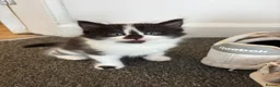 Domestic Shorthair cats for sale: Beautiful long hair kittens - Advert 1