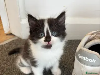 Domestic Shorthair cats Beautiful long hair kittens - Advert 1