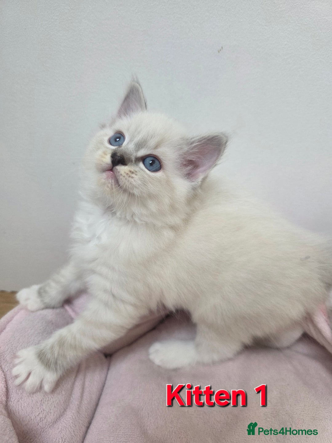 Ragdoll cats for sale: Stunning Ragdoll kitten - Advert 15