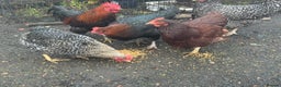 Chickens poultry for sale: X4 Egg laying hens - Advert 5