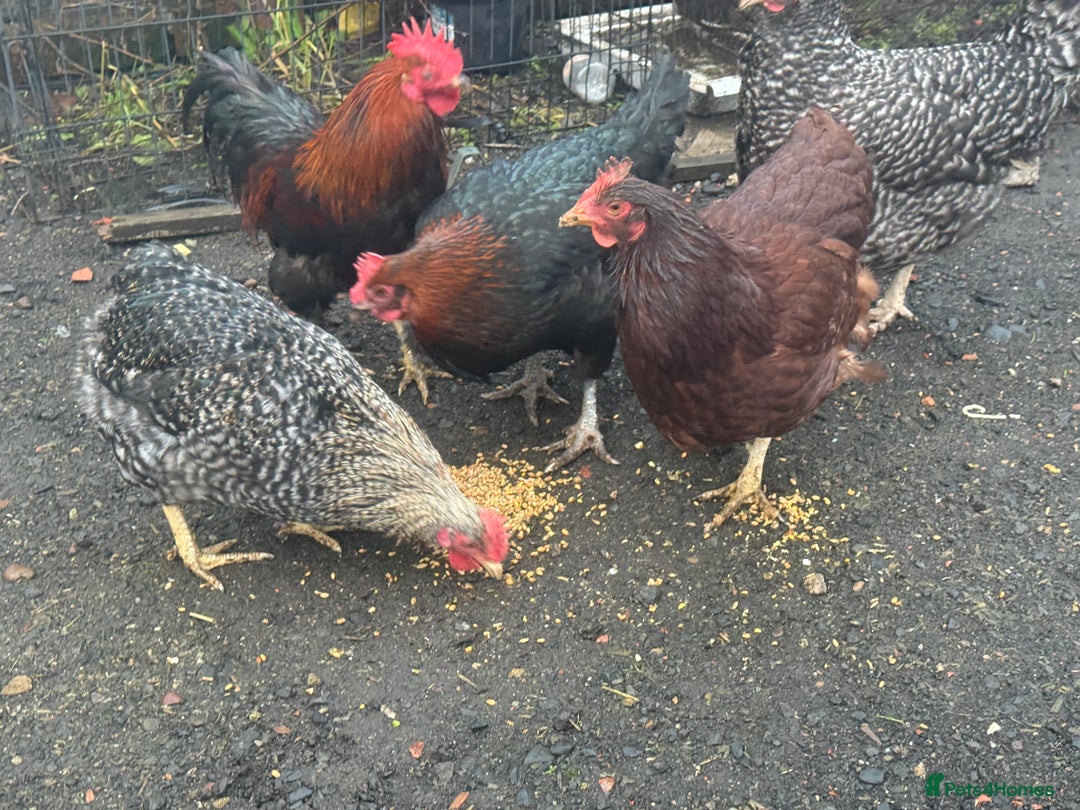 Chickens poultry for sale: X4 Egg laying hens - Advert 5