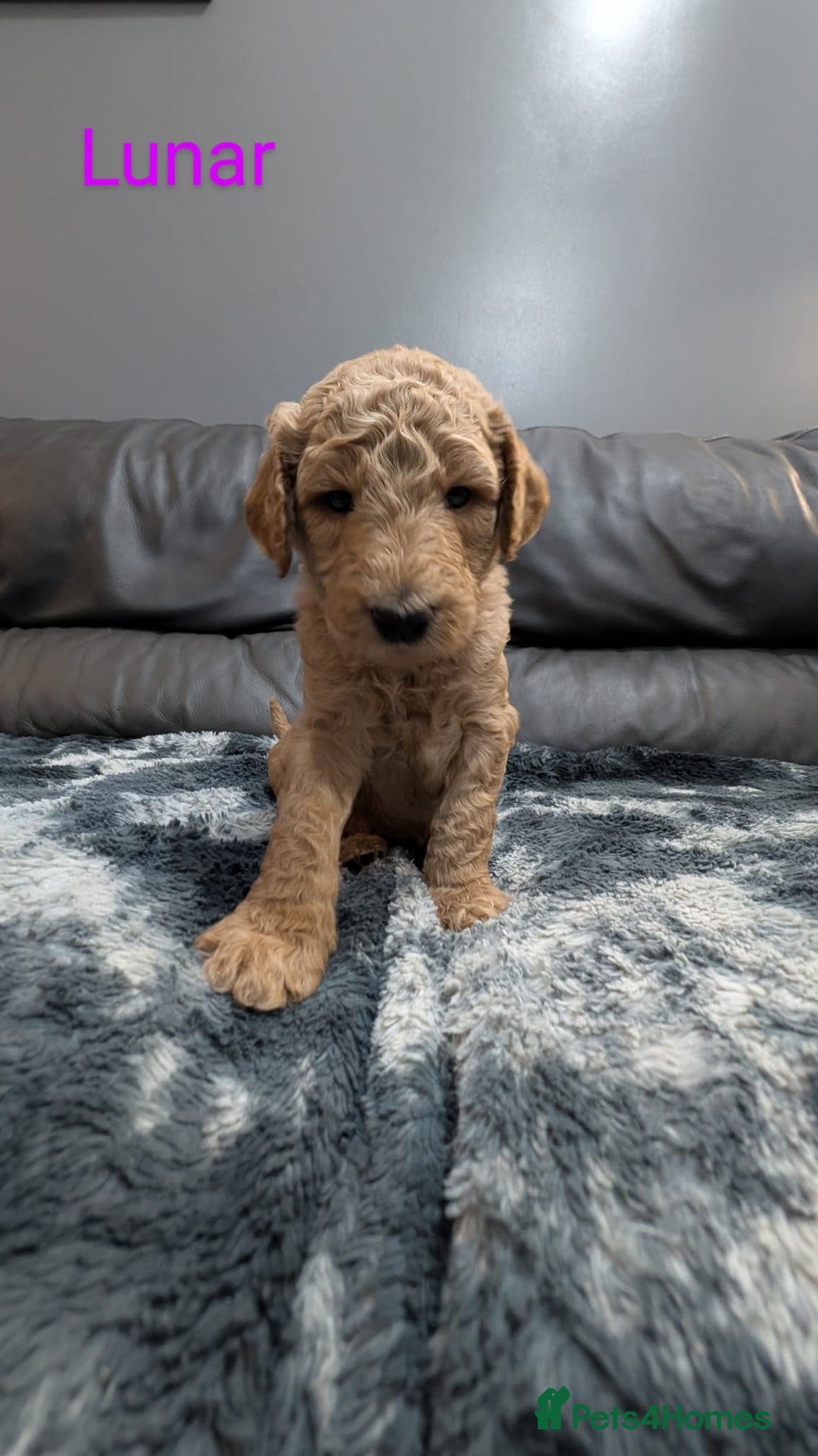Goldendoodle dogs for sale: Gorgeous Goldendoodles  - Image 8