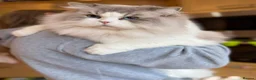 Ragdoll cats for stud: TICA Registered DNA Tested Large Ragdoll Stud  - Advert 5