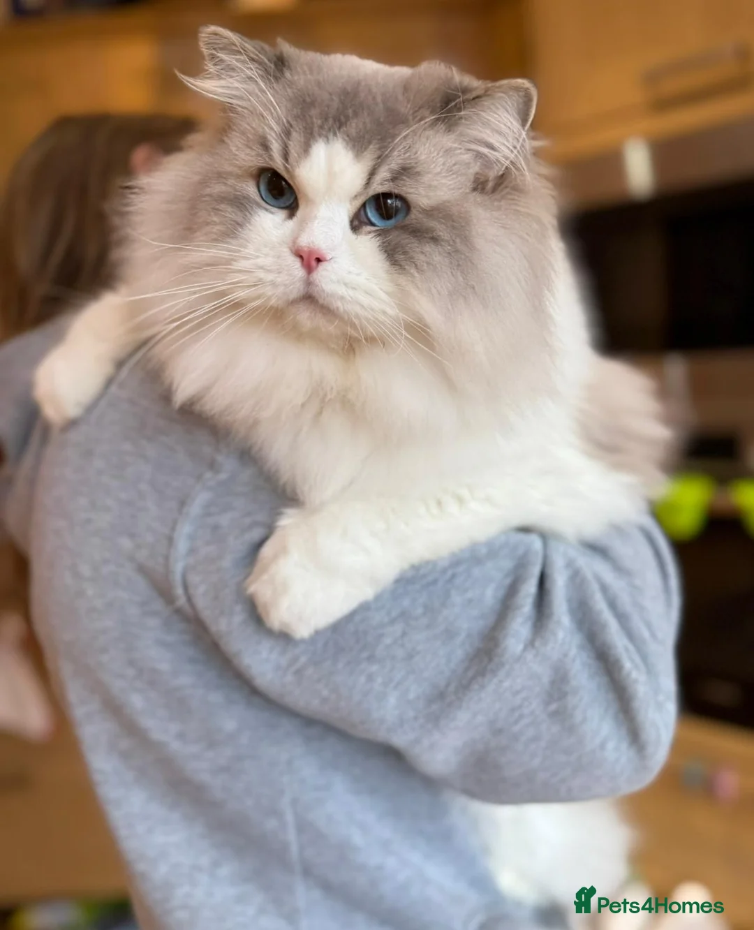 Ragdoll cats for stud: TICA Registered DNA Tested Large Ragdoll Stud  - Advert 5