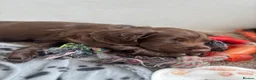 Cocker Spaniel dogs for sale: Beautiful KC Cocker Spaniels - Advert 13