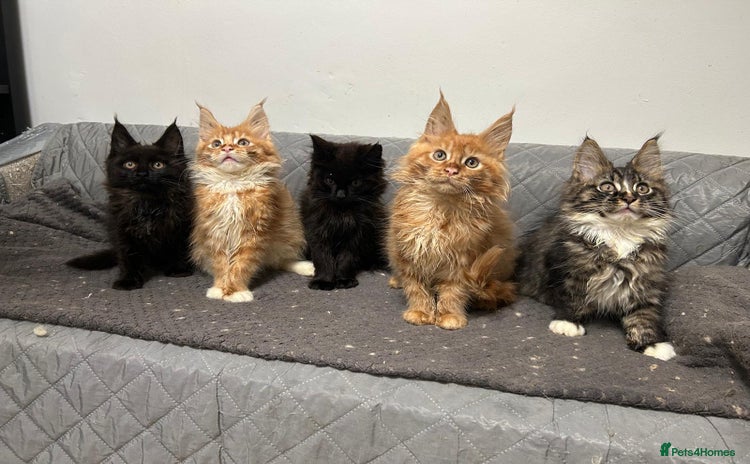 Maine Coon cats - Advert 3