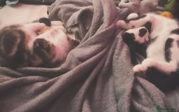 Mixed Breed cats for sale: 2 brothers for sale - Image 1