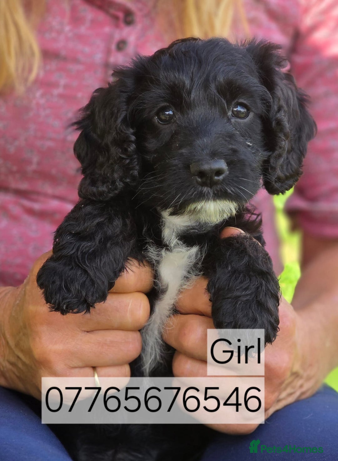 Cockapoo dogs for sale: Cockapoo Puppies F1 Homebred Licenced Ready Now  - Image 4