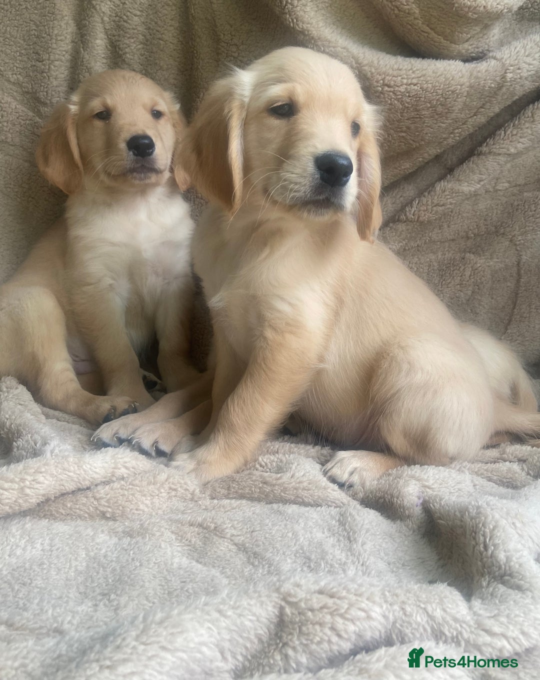 Golden Retriever dogs for sale: Golden retrievers - Image 5