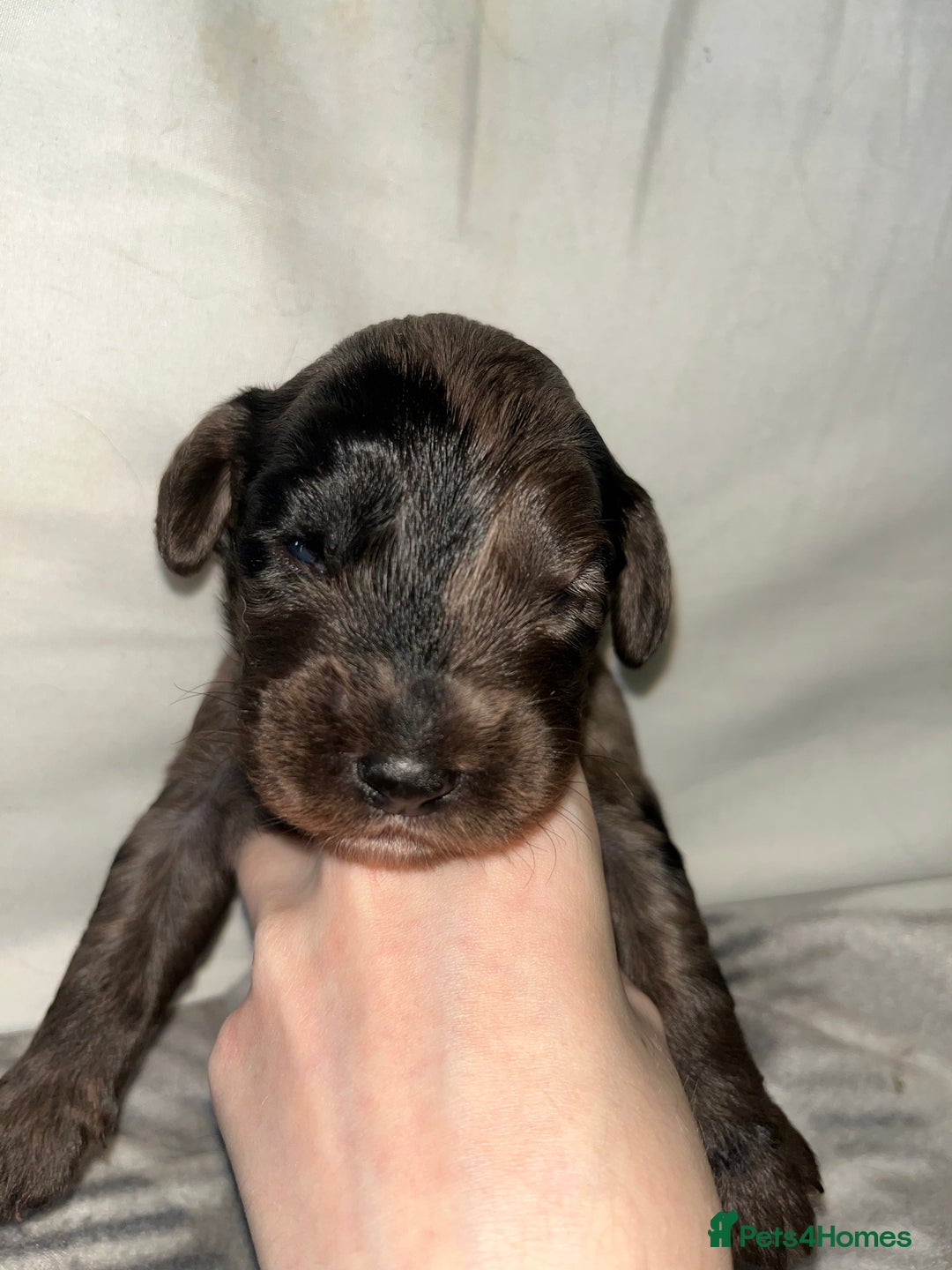 Cockapoo dogs for sale: 💫✨🐶🐾Gorgeous F1B Cockapoos🐾🐶✨💫 - Image 15