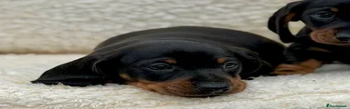 Dachshund 3