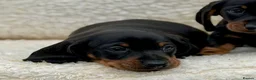 Dachshund dogs for sale: Gorgeous miniature dachshund puppies  - Advert 25