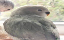 Lovebirds birds for sale: Tales of Cinder, Bobo, Soul & Enma - Image 4