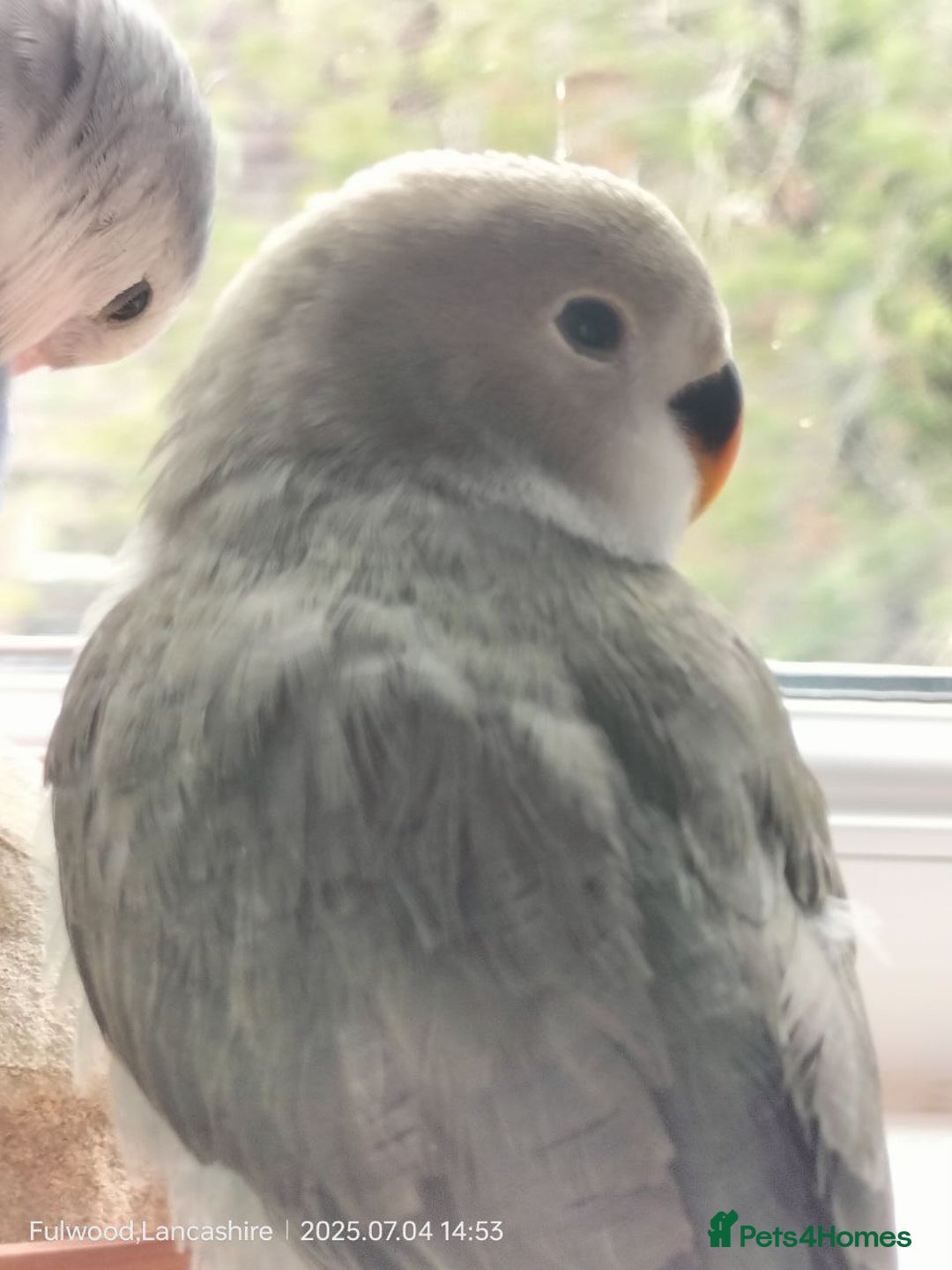 Lovebirds birds for sale: Tales of Cinder, Bobo, Soul & Enma - Image 4