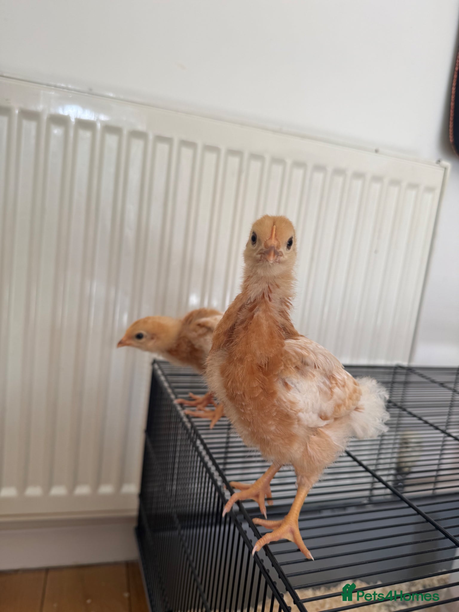 Mixed Breed birds Two female baby chicks  - Advert 10