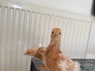 Mixed Breed birds Two female baby chicks - Advert 10