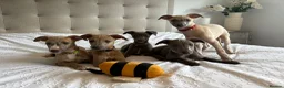 Whippet dogs for sale: Beautiful KC Registered Whippets  - Advert 21