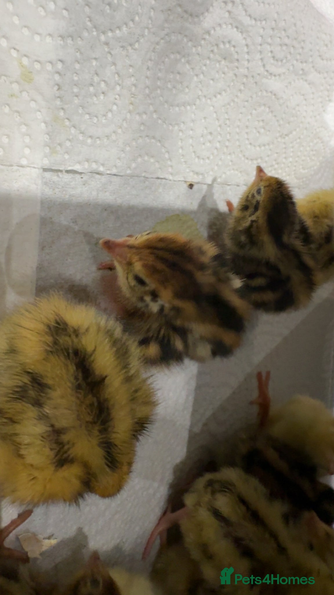 Quail poultry Baby jumbo quails for sale! - Advert 2