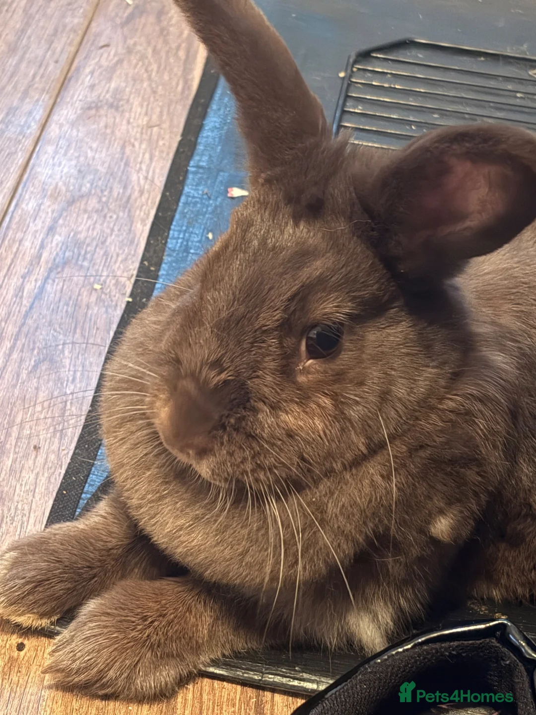 Mixed Breed rabbits for sale: House rabbit in Tunbridge Wells - Advert 2