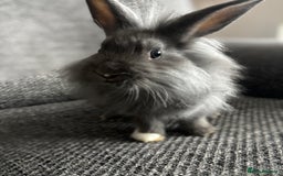 Lionhead rabbits for sale: 3 females Dutch x lionhead ready to go💞 - Image 5