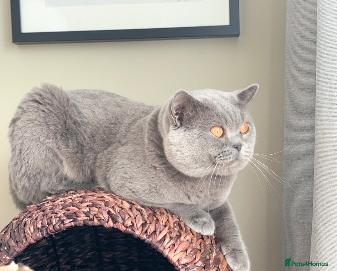Scottish Fold cats for sale: Lovely Scottish straight girl - Image 13