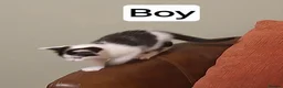 Mixed Breed cats for sale: 5 adorable kittens - Advert 8